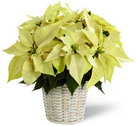 FTD White Poinsettia Basket (Small) from Arthur Pfeil Smart Flowers in San Antonio, TX